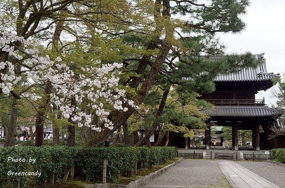建仁寺の桜-05