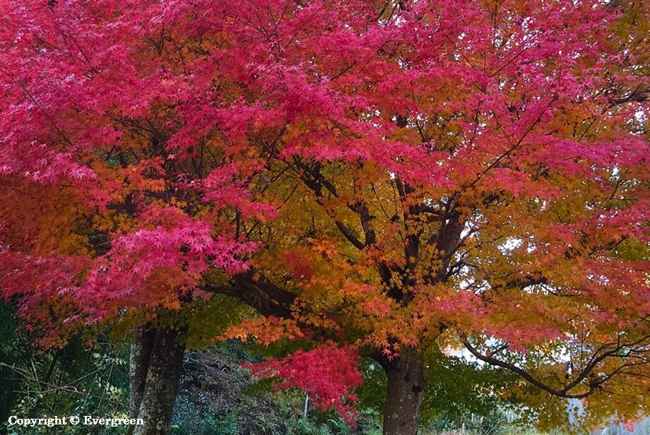 如来寺禅昌寺の紅葉-01