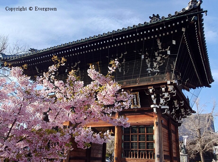 頂妙寺の桜-02