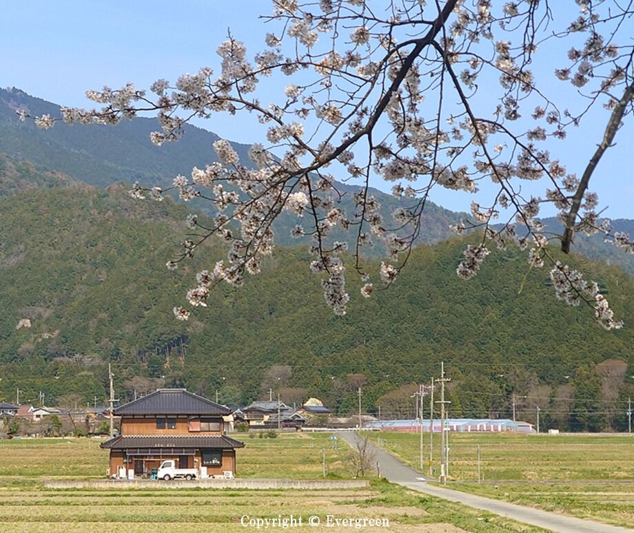 加古川堤防の桜-06