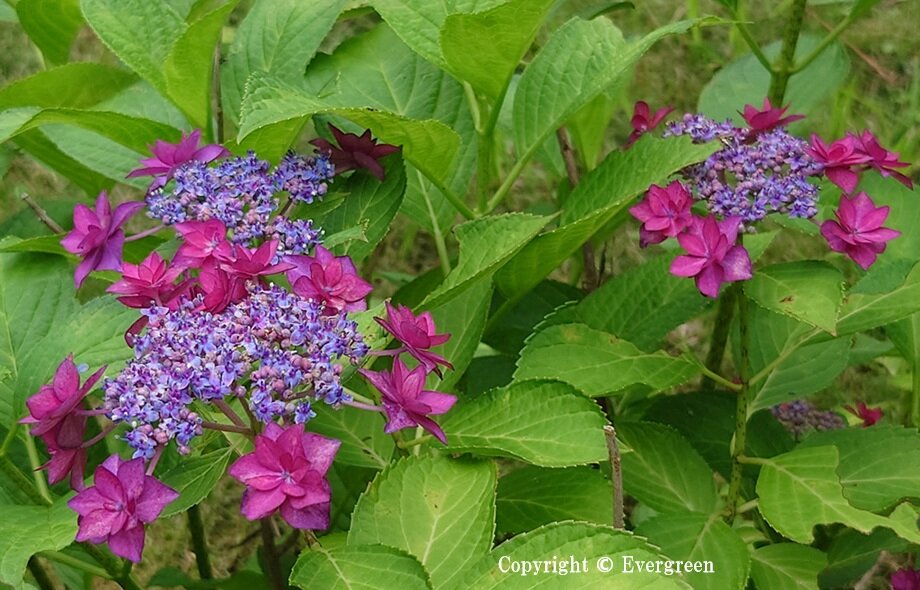 智積院の紫陽花-05