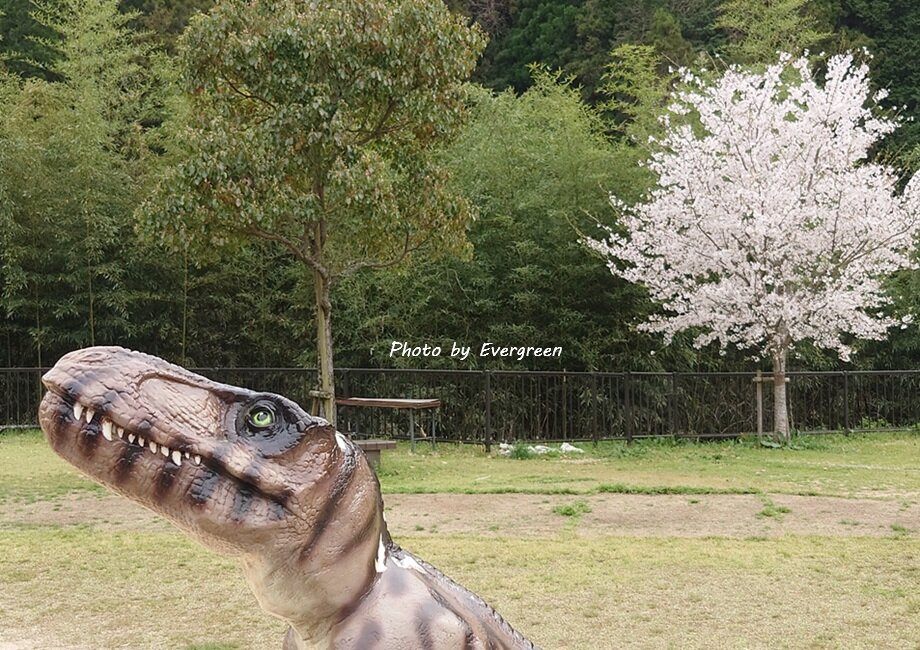 丹波の桜-04