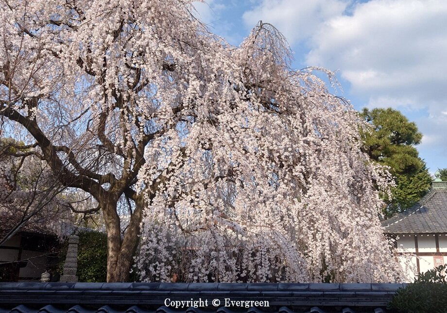 本満寺の桜-05