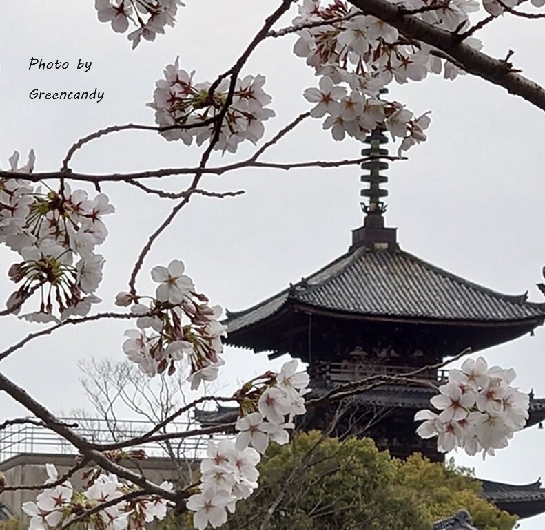 ねねの道の桜-02