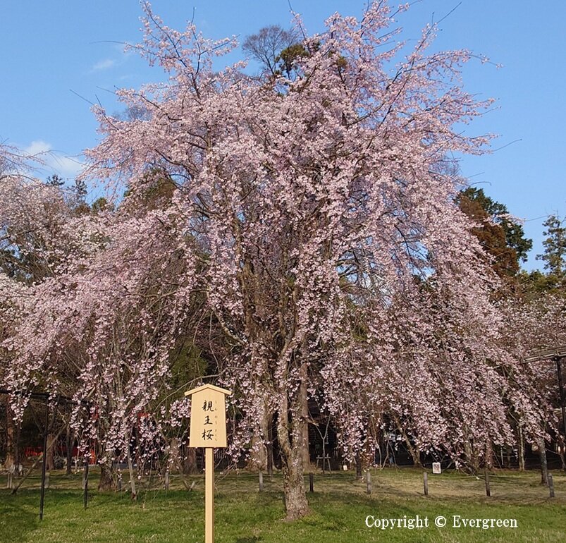上賀茂神社の桜-03
