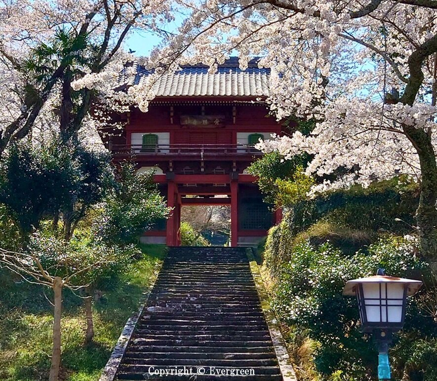 常勝寺の桜-04