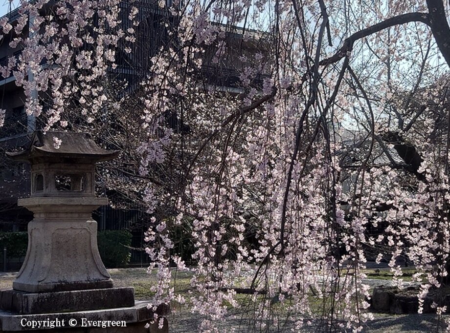 立本寺の桜-04