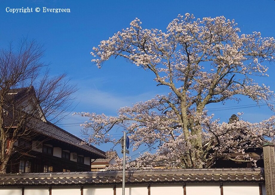 丹波篠山市内の桜-03