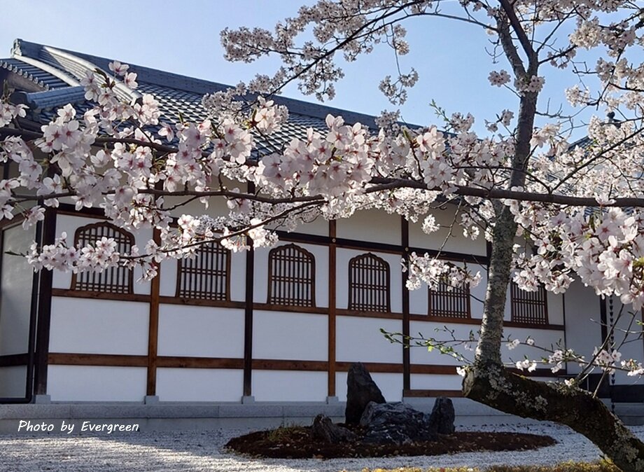 仁和寺の桜-10