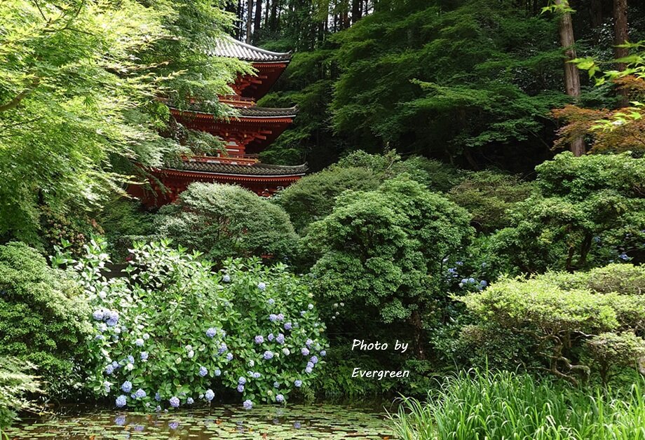 岩船寺のあじさい-03