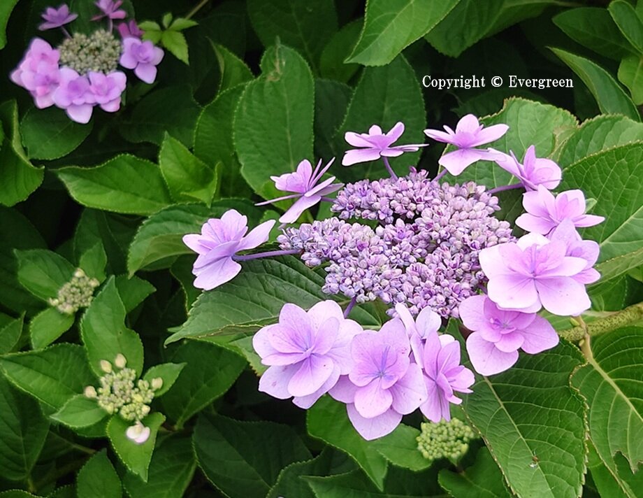 さすてな京都の紫陽花-07