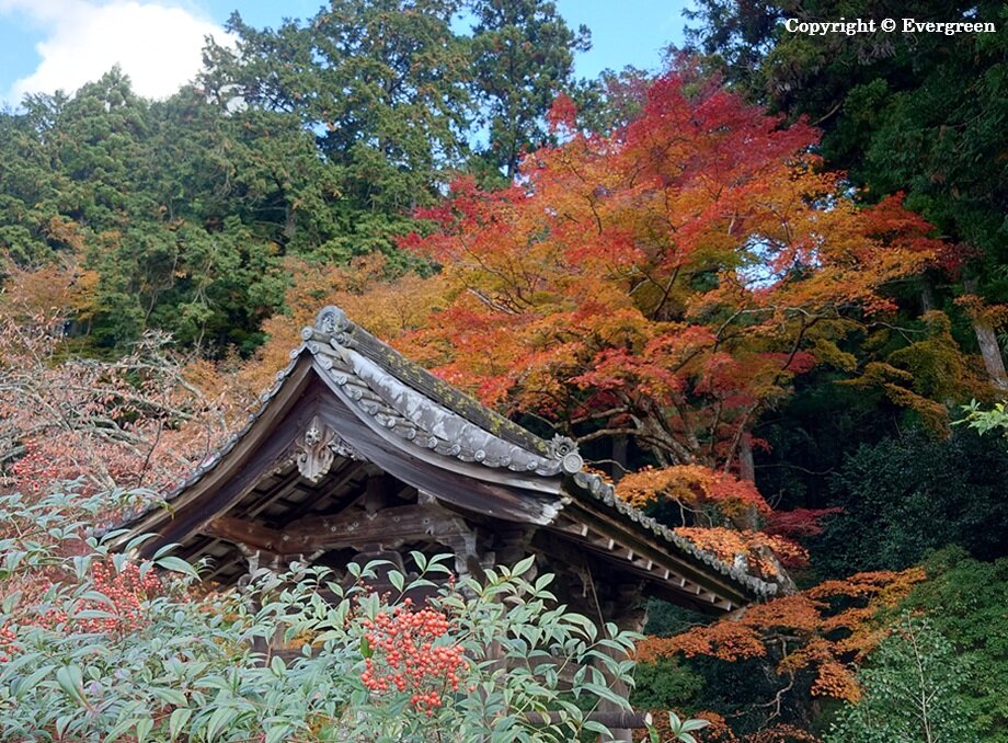 勝林院の紅葉-01