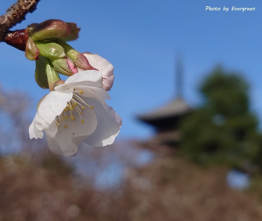 仁和寺の桜-08