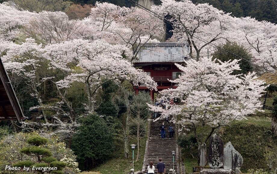 常勝寺の桜-03