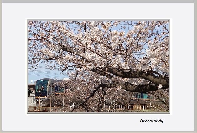 夙川公園の桜-18