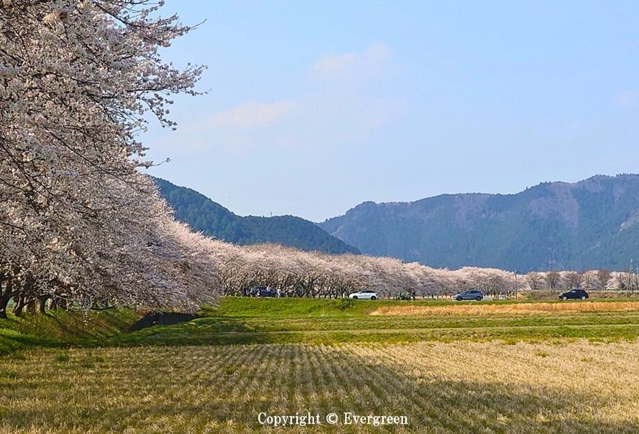 加古川堤防の桜-02