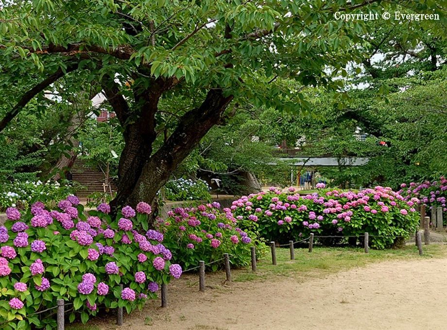 夙川公園の紫陽花-09