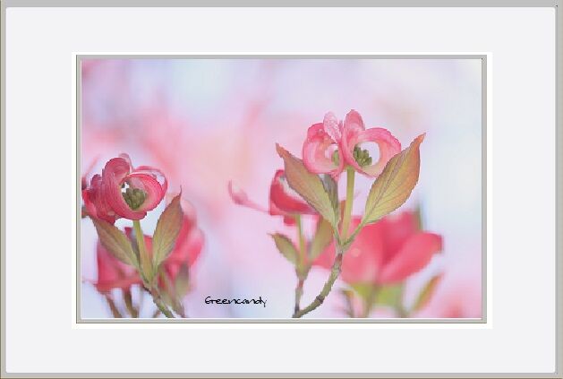 花水木ー５.jpg