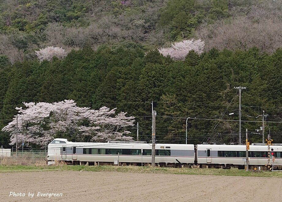 丹波の桜-03