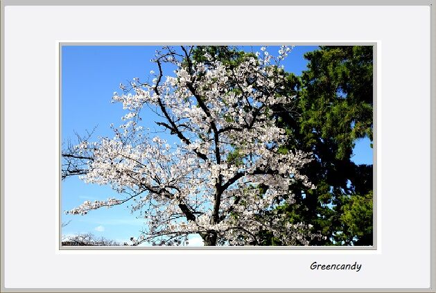 夙川公園の桜-9