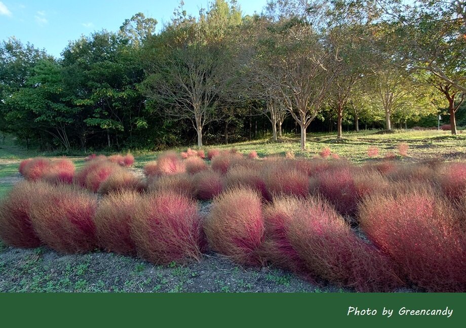 馬見丘陵公園の秋の花々-04