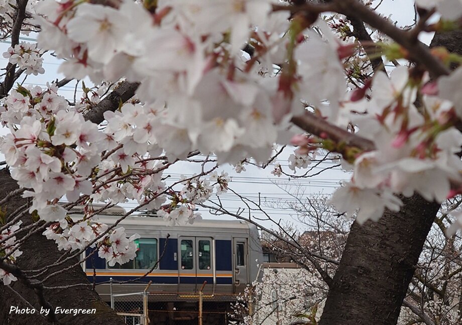 夙川公園の桜-05