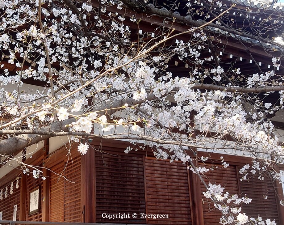 立本寺の桜-07