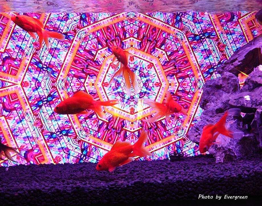 奈良金魚ミュージアム-23