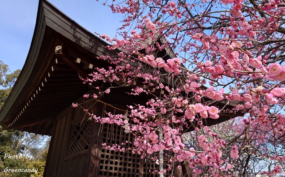 御厨神社の梅-01