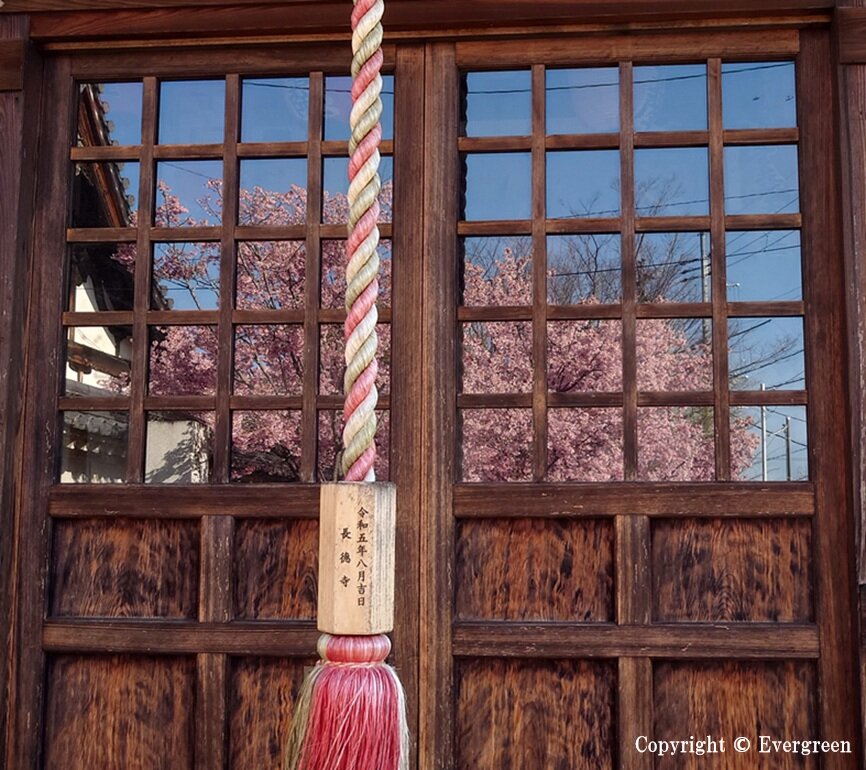 長徳寺の桜-05