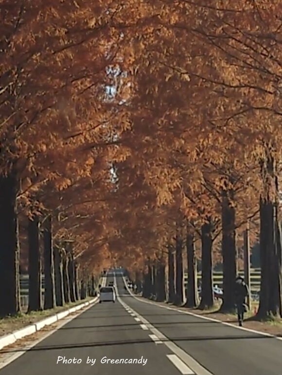 高島市メタセコイア並木道の紅葉-17