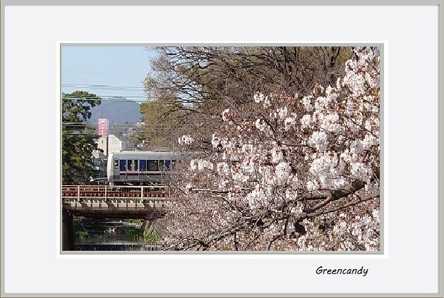 夙川公園の桜-19