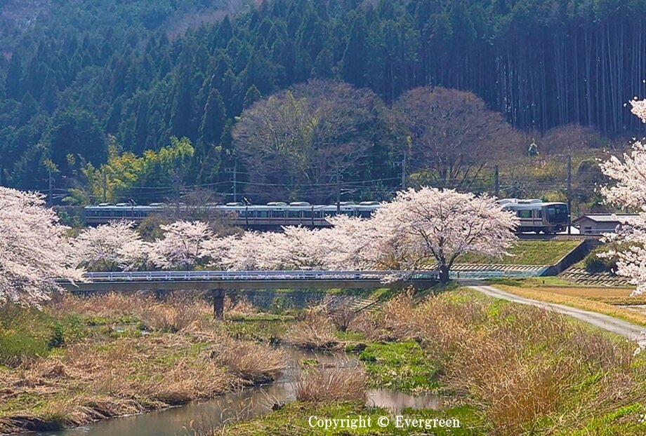JR草野駅周辺の桜-03