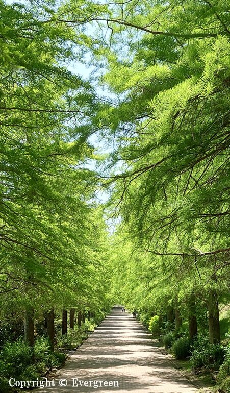播磨中央公園の新緑-03