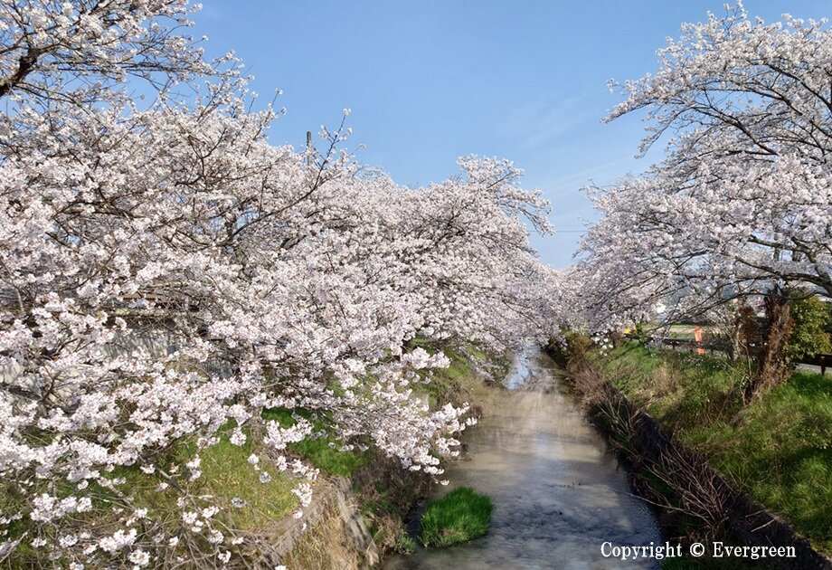 黒井川桜堤-02