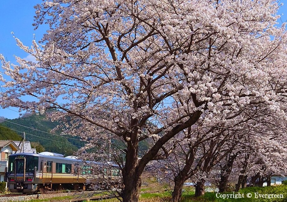 柏原川桜-04