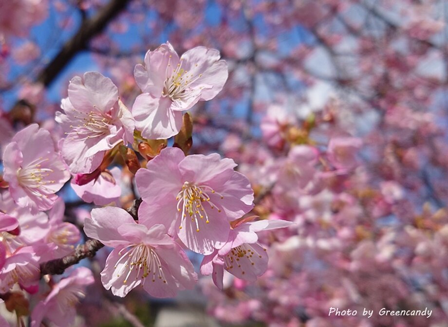 大島川桜回廊-03