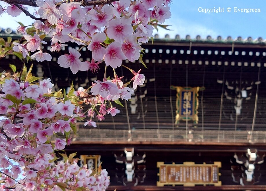 頂妙寺の桜-03