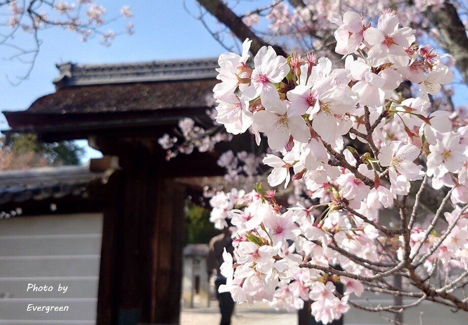 仁和寺の桜-02