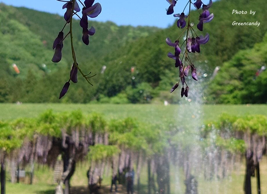 白井大町藤公園-17