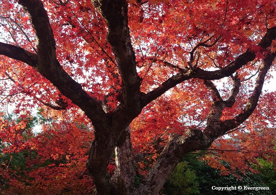 実光院の紅葉-06