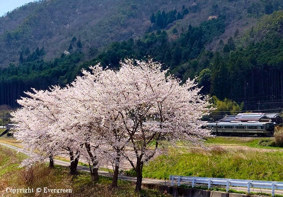 JR草野駅周辺の桜-01