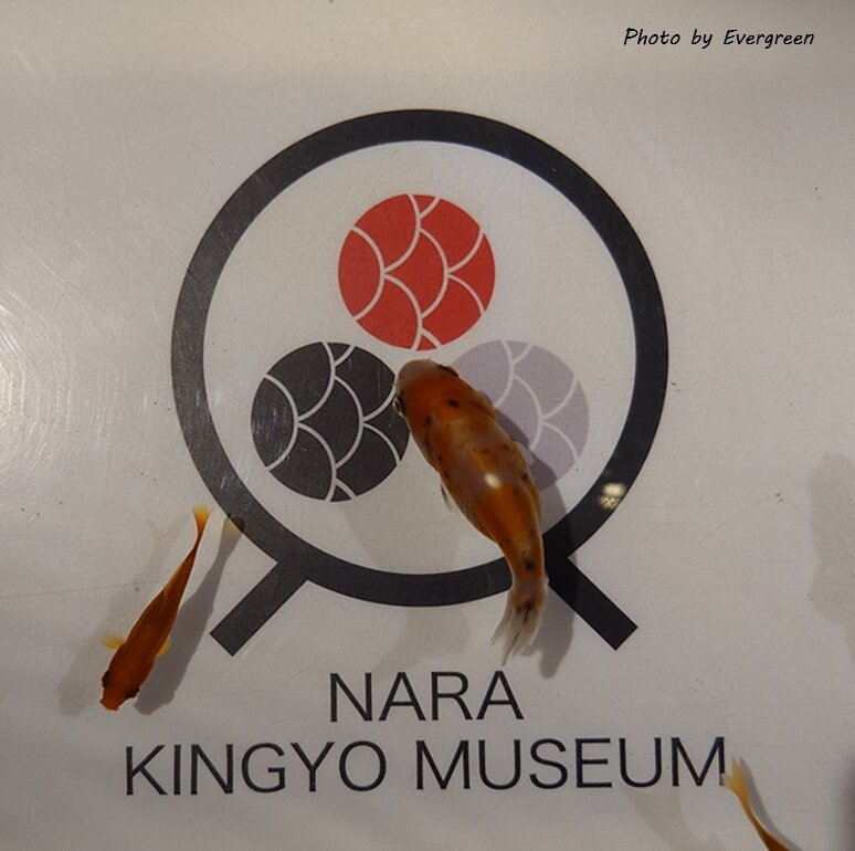 奈良金魚ミュージアム-11