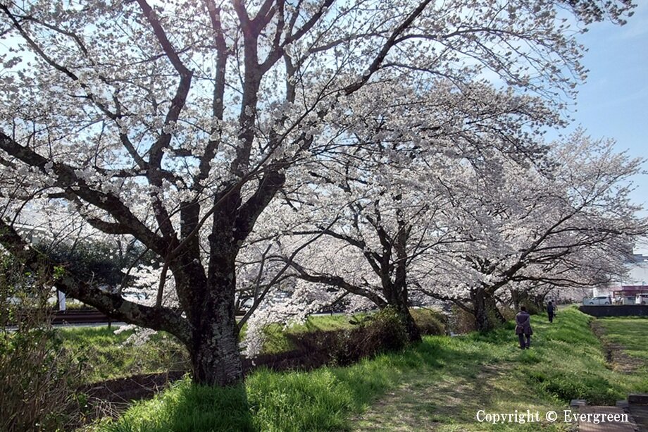 黒井川桜堤-03