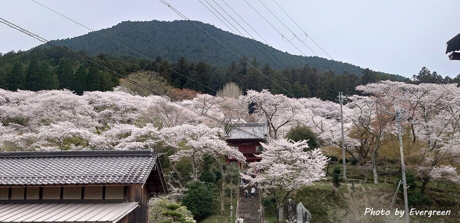 常勝寺の桜-04