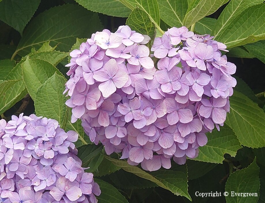夙川公園の紫陽花-11