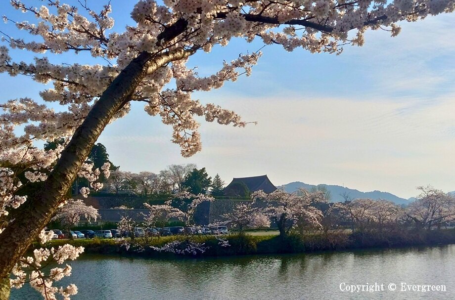 丹波篠山市内の桜-02