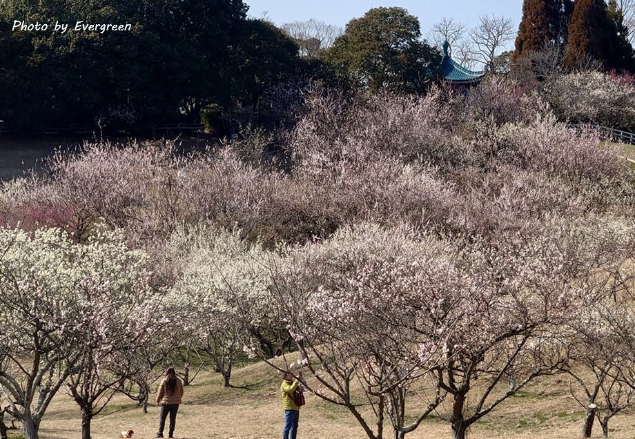 石ヶ谷公園梅園-05