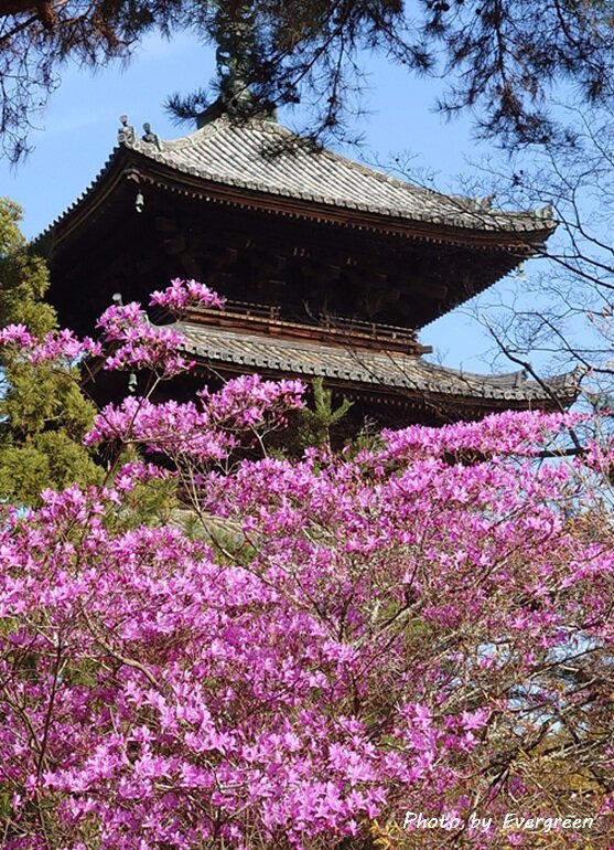 仁和寺の桜-12