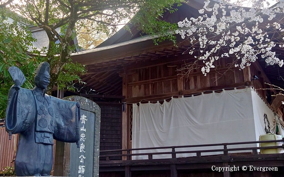 春日神社の桜-02